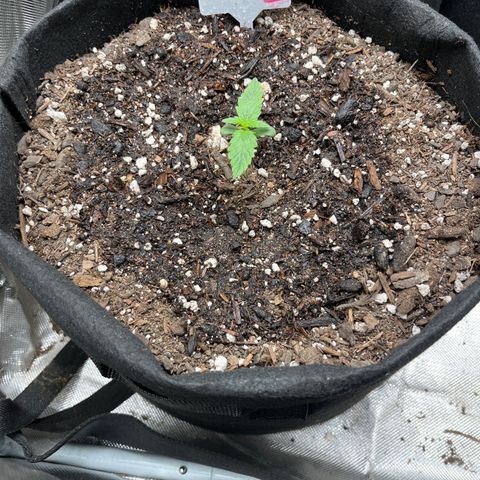 Mimosa Automatic growlog timeline photo