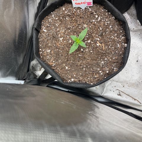 Mimosa Automatic growlog timeline photo