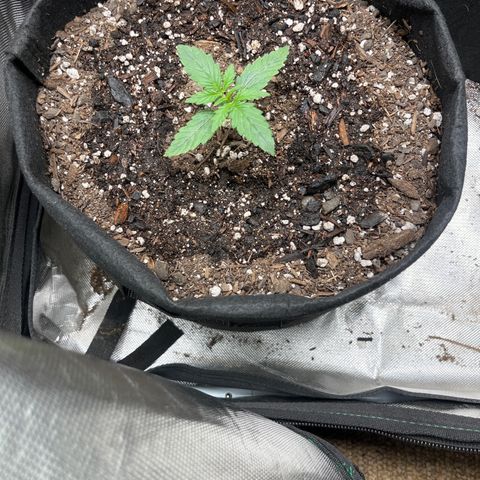 Mimosa Automatic growlog timeline photo