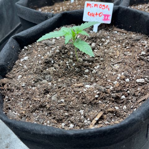 Mimosa Automatic growlog timeline photo