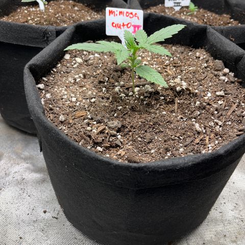 Mimosa Automatic growlog timeline photo
