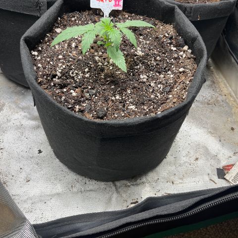 Mimosa Automatic growlog timeline photo