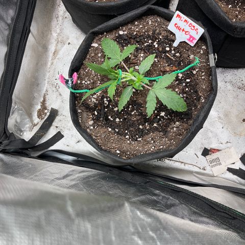 Mimosa Automatic growlog timeline photo