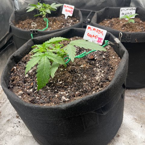 Mimosa Automatic growlog timeline photo