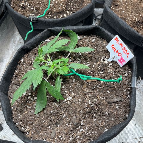 Mimosa Automatic growlog timeline photo