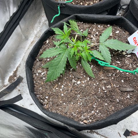 Mimosa Automatic growlog timeline photo