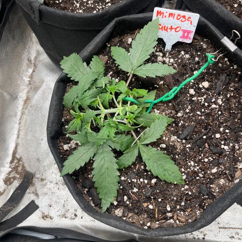 Mimosa Automatic growlog timeline photo