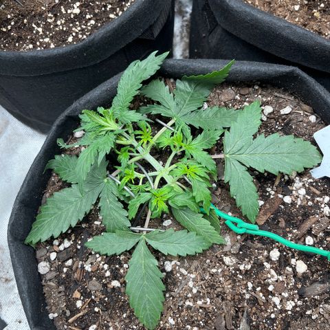 Mimosa Automatic growlog timeline photo