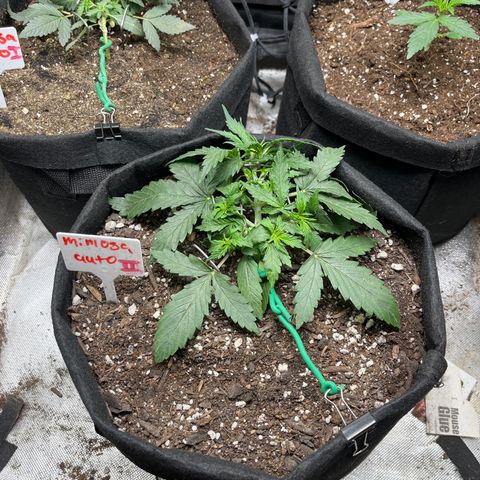 Mimosa Automatic growlog timeline photo