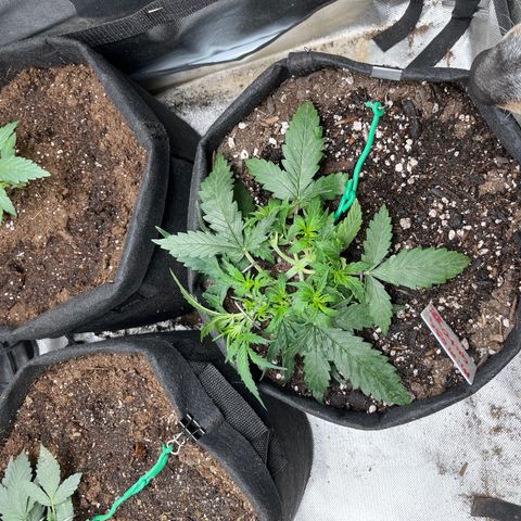 Mimosa Automatic growlog timeline photo