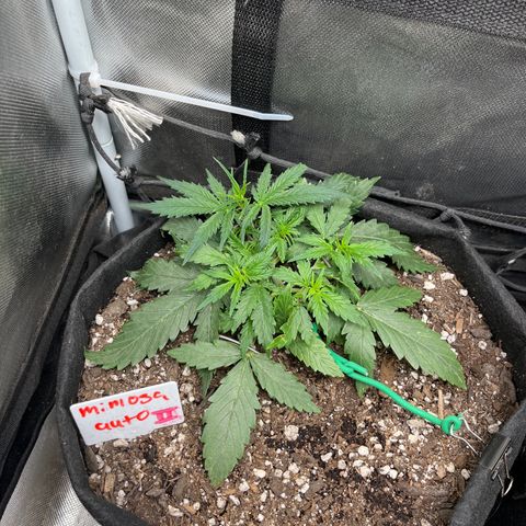Mimosa Automatic growlog timeline photo