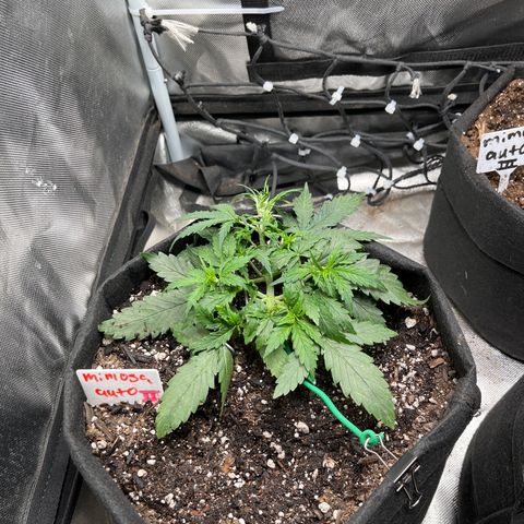 Mimosa Automatic growlog timeline photo