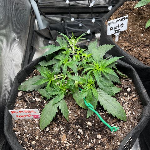 Mimosa Automatic growlog timeline photo