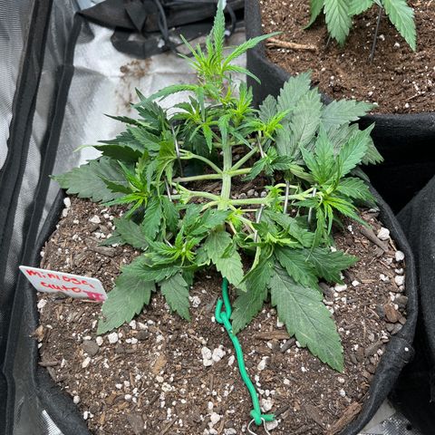 Mimosa Automatic growlog timeline photo