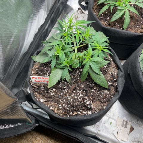 Mimosa Automatic growlog timeline photo