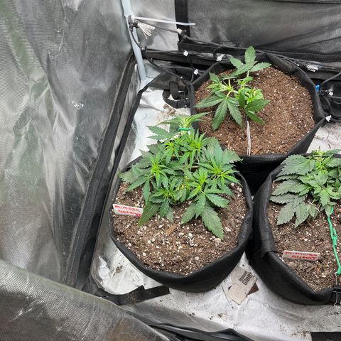 Mimosa Automatic growlog timeline photo