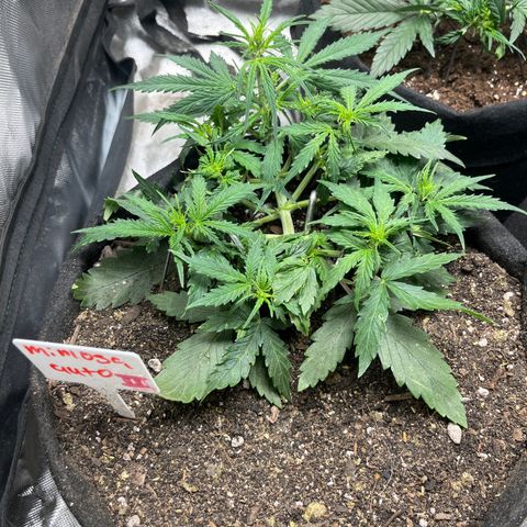 Mimosa Automatic growlog timeline photo