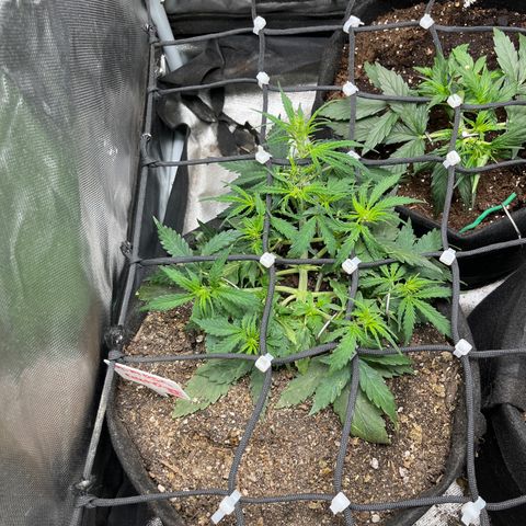 Mimosa Automatic growlog timeline photo