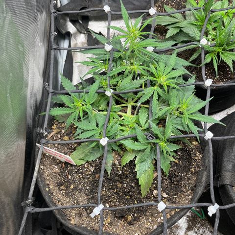 Mimosa Automatic growlog timeline photo