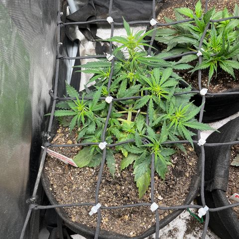 Mimosa Automatic growlog timeline photo