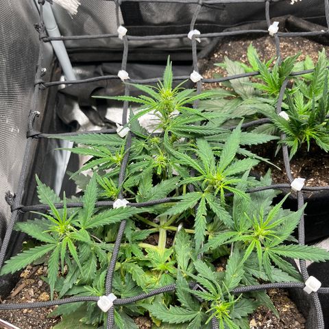 Mimosa Automatic growlog timeline photo