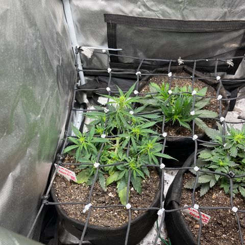 Mimosa Automatic growlog timeline photo