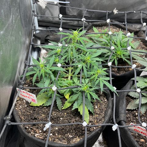 Mimosa Automatic growlog timeline photo