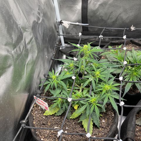 Mimosa Automatic growlog timeline photo