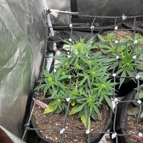 Mimosa Automatic growlog timeline photo