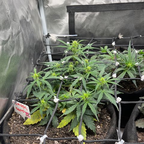 Mimosa Automatic growlog timeline photo