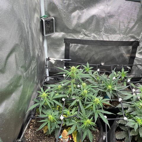 Mimosa Automatic growlog timeline photo