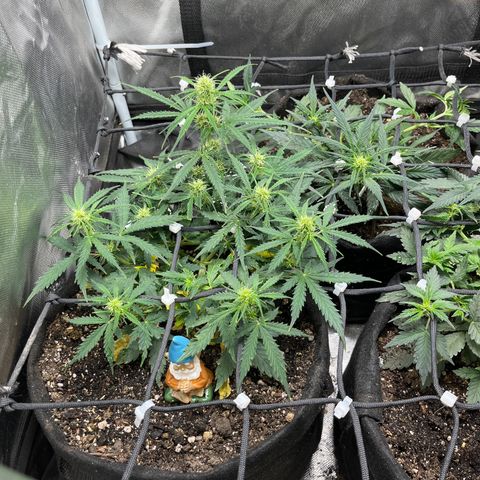 Mimosa Automatic growlog timeline photo