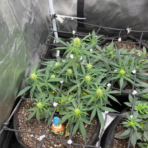 Mimosa Automatic growlog timeline photo