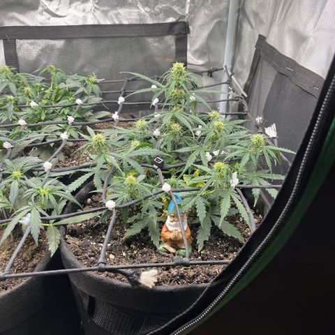 Mimosa Automatic growlog timeline photo