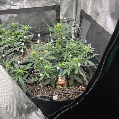 Mimosa Automatic growlog timeline photo