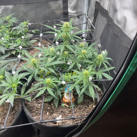 Mimosa Automatic growlog timeline photo