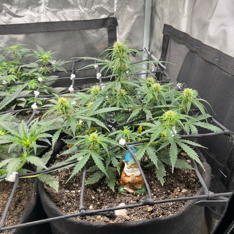 Mimosa Automatic growlog timeline photo