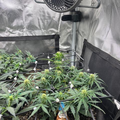 Mimosa Automatic growlog timeline photo