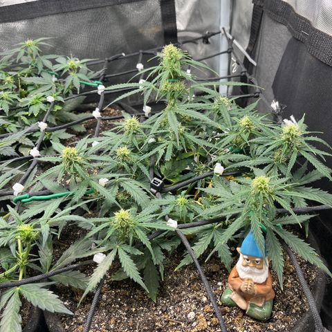 Mimosa Automatic growlog timeline photo
