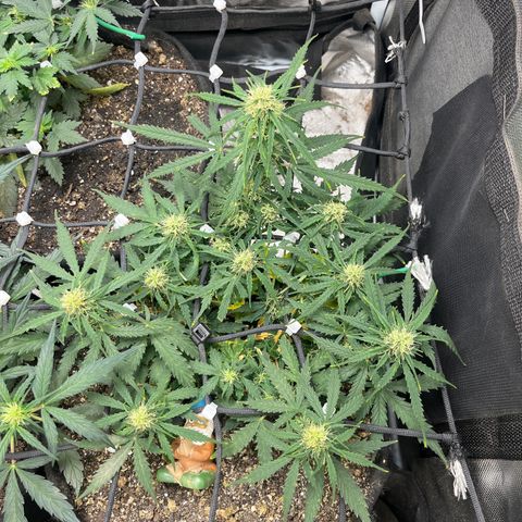 Mimosa Automatic growlog timeline photo