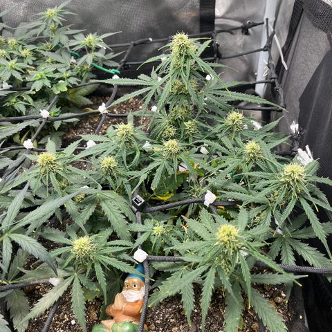 Mimosa Automatic growlog timeline photo