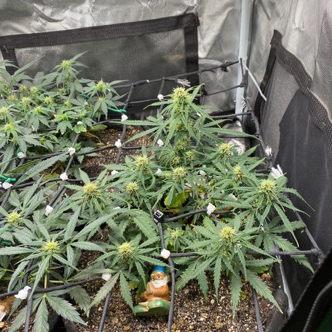 Mimosa Automatic growlog timeline photo