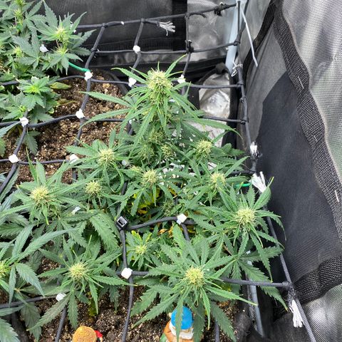 Mimosa Automatic growlog timeline photo