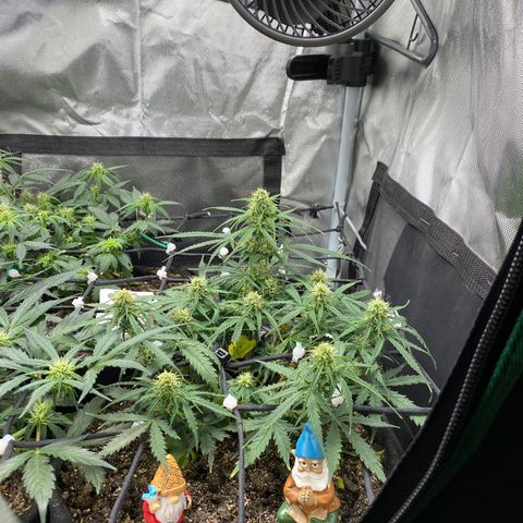 Mimosa Automatic growlog timeline photo