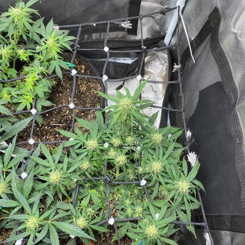 Mimosa Automatic growlog timeline photo