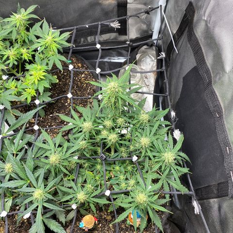 Mimosa Automatic growlog timeline photo