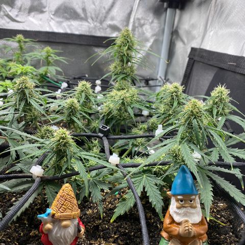 Mimosa Automatic growlog timeline photo