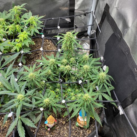 Mimosa Automatic growlog timeline photo