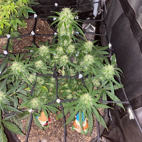Mimosa Automatic growlog timeline photo