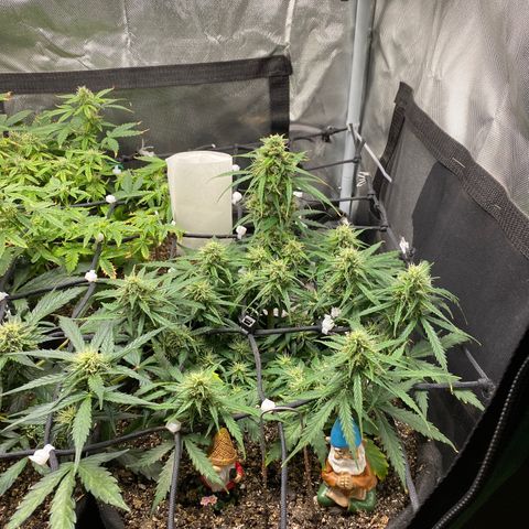 Mimosa Automatic growlog timeline photo